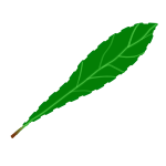Green leaf 2